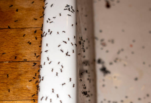 Best Affordable Pest Control Services  in Valencia, NM