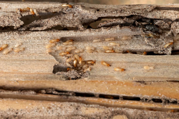 Best Best Pest Control Companies  in Valencia, NM