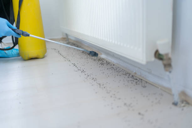 Best Pest Control for Homes  in Valencia, NM